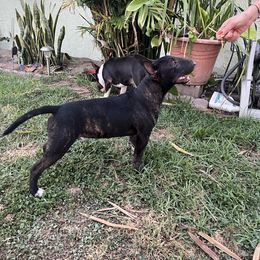 Ghost - Miniature Bull Terrier