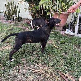 Ghost - Miniature Bull Terrier