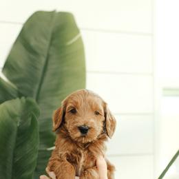 Brown Boy - Apricot male Goldendoodle puppy in Rio Linda, California from GoldendoodlePaw