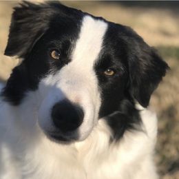 Duke - Border Collie