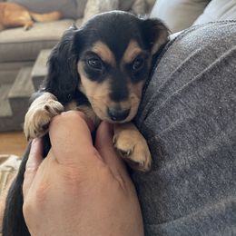 Dachshund Puppies from Willow River Dachshunds