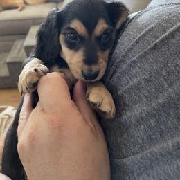 Dachshund Puppies from Willow River Dachshunds
