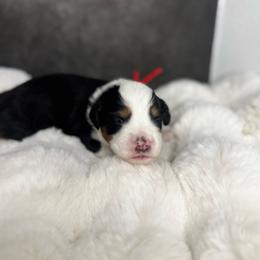 Ms. Red - Black tri-color female Aussiedoodle puppy in San Antonio, Texas from Lovable Doodles SA