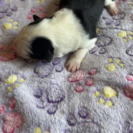Bolt - Black and white female Border Collie puppy in Salem, Indiana from Hidden Creek