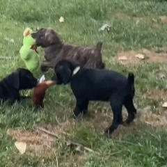 Mountain Cur Puppies from Walnut Ridge Mountain Curs