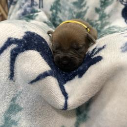 Cane Corso Puppies from Last Frontier Cane Corsos