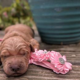 Daydream Bear - Red  female Goldendoodle puppy in Camden, North Carolina from Oopsie Doodles of NC