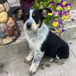 Zero - Blue male Australian Cattle Dog puppy in Lancaster, Minnesota from Weleski Chocolate Heelers
