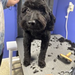 Pearl - Goldendoodle