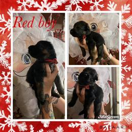 Border Collie and German Shepherd Puppies from Megan's Kennel and Boarding/ Vom Haus Trahan