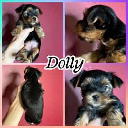 Dolly - Black and tan female Yorkshire Terrier puppy in London, Kentucky from Soto Yorkies