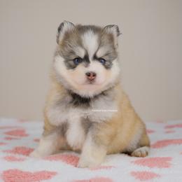 Everly - Silver and white female Pomsky puppy in Loxahatchee, Florida from Cardinal Point Pomskies