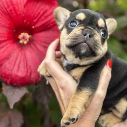 French Bulldog Puppies from Kismet French Bulldogs