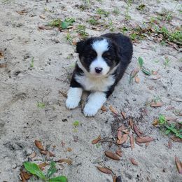Toy Australian Shepherd Puppies from Beasley Acres Aussies