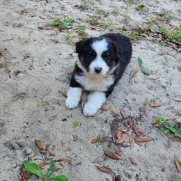 Toy Australian Shepherd Puppies from Beasley Acres Aussies