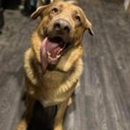 German Shepherd Puppies from K & Q Shepherds