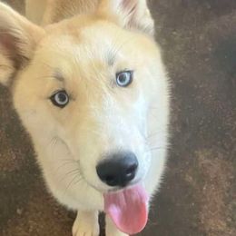 Leo - Siberian Husky