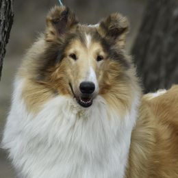 Hope - Collie
