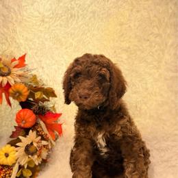 Titan - Chocolate male Goldendoodle puppy in Arlington, Texas from Chambers Doodle Patch