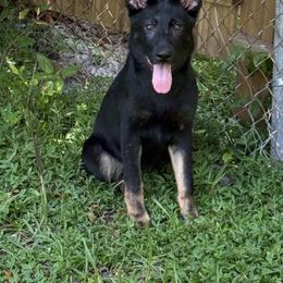 Black and Tan girl 2 - Black and tan female German Shepherd puppy in Jacksonville, Florida from El Dorado