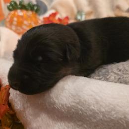 Rigel Grand Reserve Elite Von Haus (Red Collar) - Black and red male German Shepherd puppy in Grants Pass, Oregon from Elite Von Haus German Shepherds