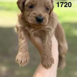 Georgia - Red  female Goldendoodle puppy in Arcadia, Florida from KnuDawn Goldendoodles and Cavapoos