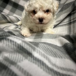 Bichon Frise, Shichon, and Shih Tzu Puppies from Jacob’s Shih Tzu & Shichon