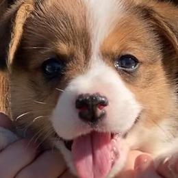 American Corgis and Pembroke Welsh Corgis from Brazos Corgis