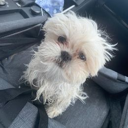 Shih Tzu Puppies from Jannete's Shih Tzus