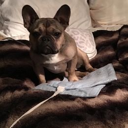 French Bulldog Puppies from Monarchy's Finest French Bulldogs