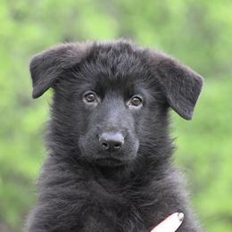 River - Black female German Shepherd puppy in Azle, Texas from Nuckols-Alsup Canines German Shepherds