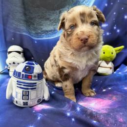 Luke - Red merle male Australian Shepherd puppy in Tuftonboro, New Hampshire from Aussies Edge Farm