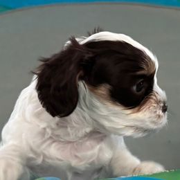 Cavapoo Puppies from Sweetheart Cavapoos