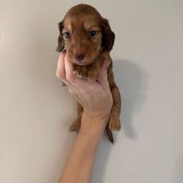 Dewey - Dapple male Dachshund puppy in Lincolnton, North Carolina from Oakview Kennels