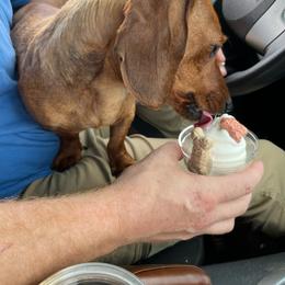 Annie - Red female Dachshund puppy in Milroy, Pennsylvania from Not Your Average Weiner