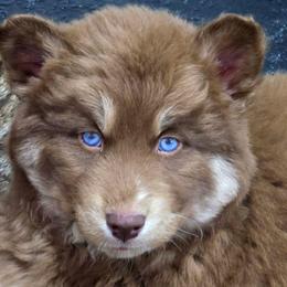 Blaze - Red and white male Siberian Husky puppy in East Tawas, Michigan from BurnsBerg's Woolies