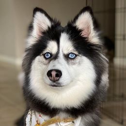 Gamora - Pomsky