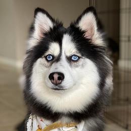 Gamora - Pomsky
