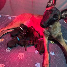 Male 2 - Fawn male Belgian Malinois puppy in Lawtey, Florida from Berserker Malinois Kennel