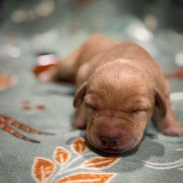 Fern - Yellow female Labrador Retriever puppy in Isle, Minnesota from Dog Ear Outfitters