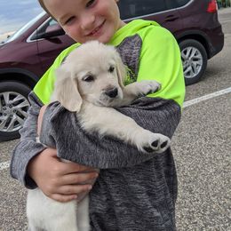 Goldendoodle and Golden Retriever Puppies from Goldens and Doodles of MN
