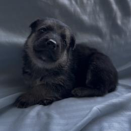 Jaeger - Black and tan male German Shepherd puppy in Perkasie, Pennsylvania from Twila Ruth Herot