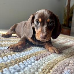 Prince Harry - Chocolate and tan male Dachshund puppy in Aiken, South Carolina from State Eight Dachshunds