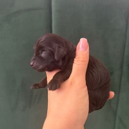 Hermes - Chocolate male Goldendoodle puppy in Brooklyn, New York from Doodle of NY