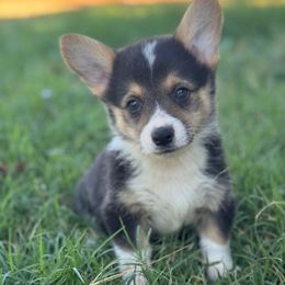 Dice (1200) - Black and tan male American Corgi puppy in East Oakdale, California from Rhettro Kennels