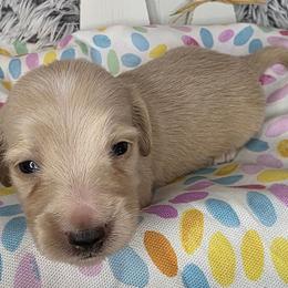 Graham - Cream male Dachshund puppy in Townsend, Georgia from Salt Creek Dachshunds
