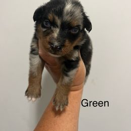Green - Blue merle male Australian Shepherd puppy in Jesup, Georgia from Painted Platinum Kennel Golden Retrievers & Australian Shepherds