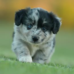 Marnie - Blue merle female Miniature Australian Shepherd puppy in Hartman, Arkansas from Southern Edition Aussies