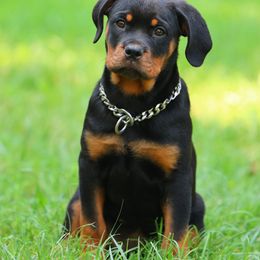 Rottweiler Puppies from Milton's Rottweilers