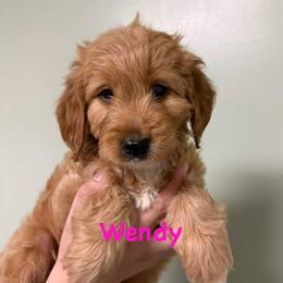 Wendy - Apricot female Goldendoodle puppy in Dayton, Tennessee from MK Goldendoodles